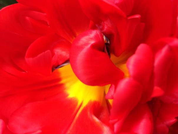 1723720_594233477337686_1118783112_n