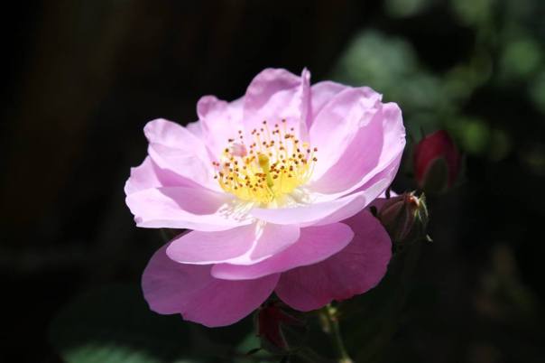 1964403_10152279335574925_571504735_n