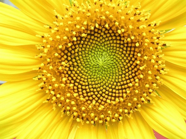 sunflower_whorl_sacred_geometry